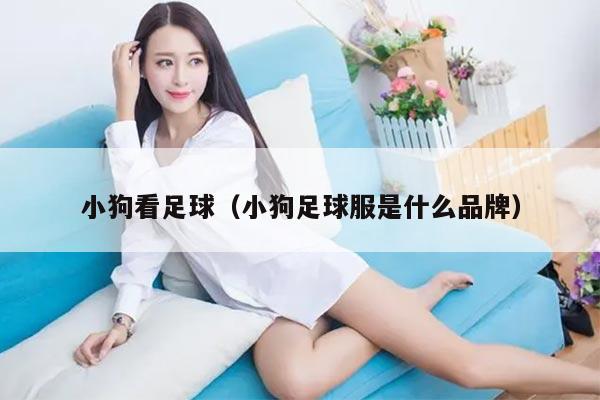 小狗看足球（小狗足球服是什么品牌）